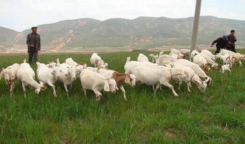 長春養(yǎng)殖場專業(yè)反滲透純凈水設(shè)備