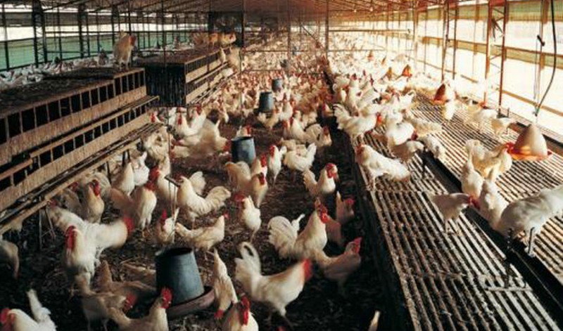 長春養(yǎng)殖場專業(yè)反滲透純凈水設(shè)備